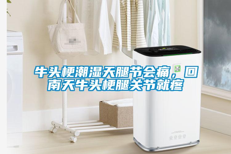 牛頭梗潮濕天腿節會痛，回南天牛頭梗腿關節就疼