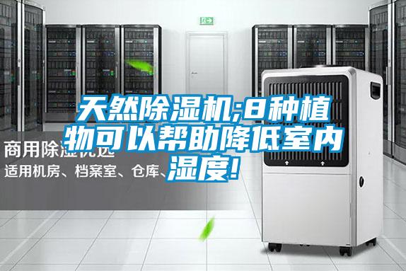 天然除濕機;8種植物可以幫助降低室內(nèi)濕度!