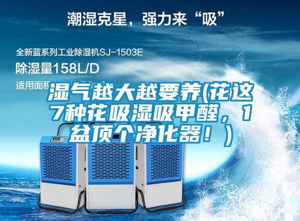 濕氣越大越要養(花這7種花吸濕吸甲醛，1盆頂個凈化器！)